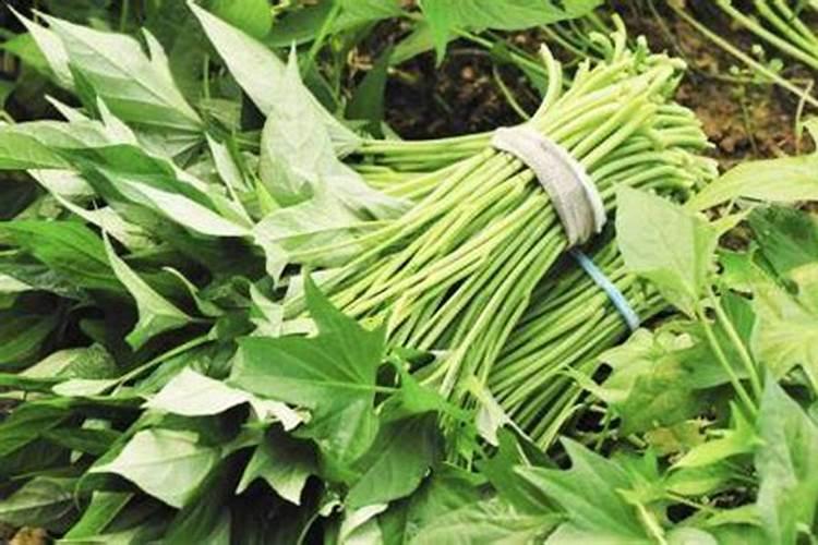 蔬菜一般几天施一次肥？