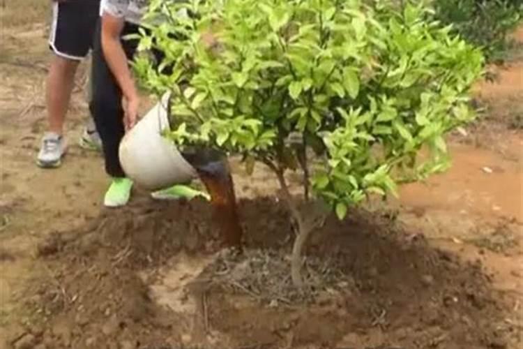 水溶肥在果树上几天能吸收