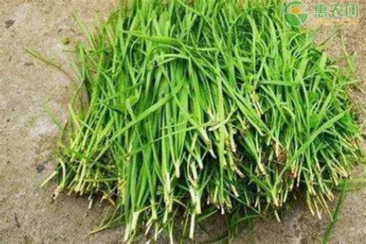 老农为什么会在韭菜收割后撒草木灰呢？他们不怕韭菜断茬口出现感染...