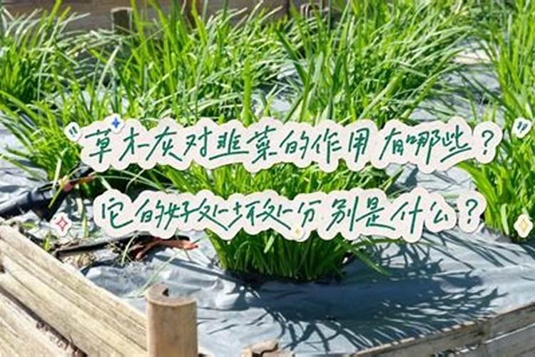 韭菜割掉后能用草木灰盖上吗(种韭菜为什么撒草木灰)