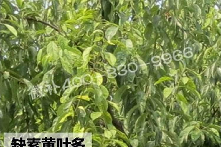 淄博哪些茶城