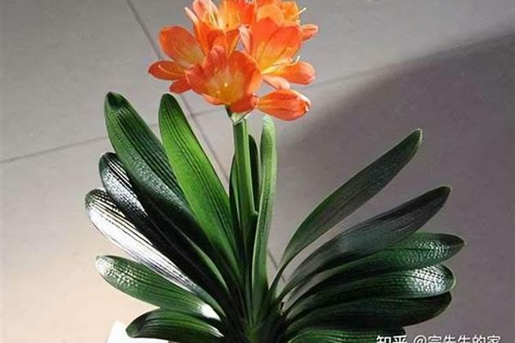 葡萄树插枝种植方法