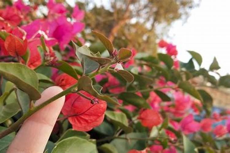 三角梅如何催花,正确的施肥方法