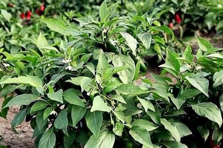 种辣椒施什么肥料好