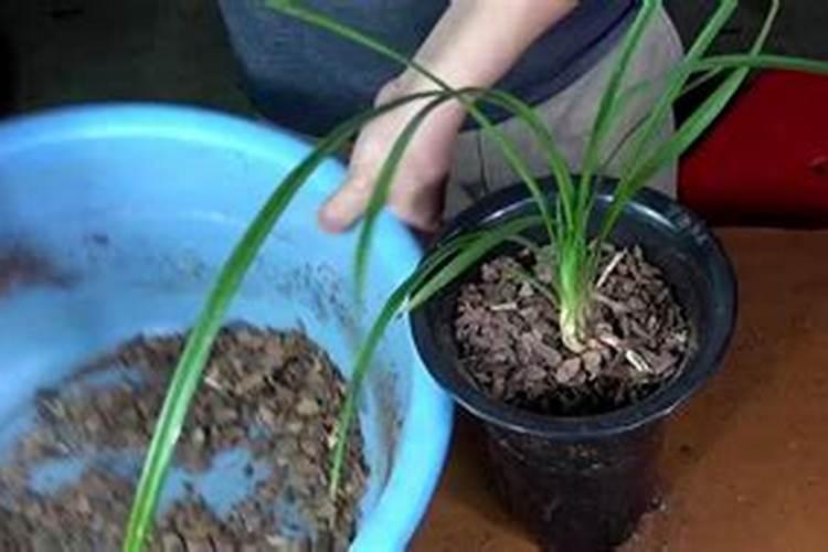 新栽兰花叶面可以喷水吗