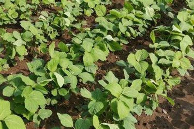 大豆追肥用什么肥料好