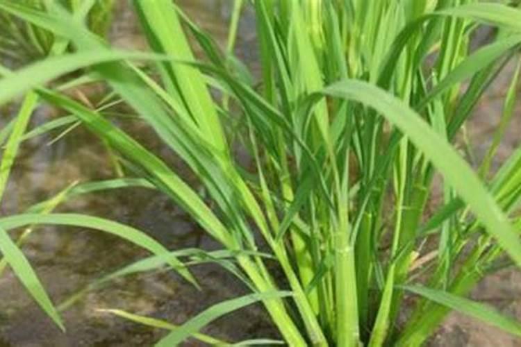 水稻磷肥什么时候施撒