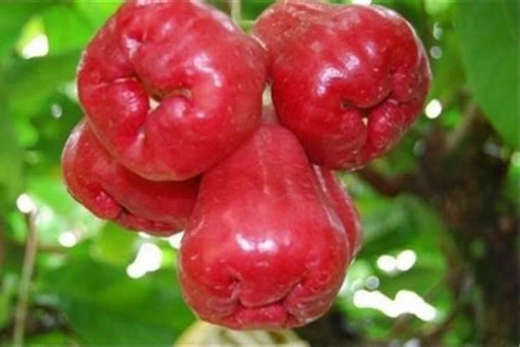 柴灰可以做肥料吗 草木灰的主要成分与作用