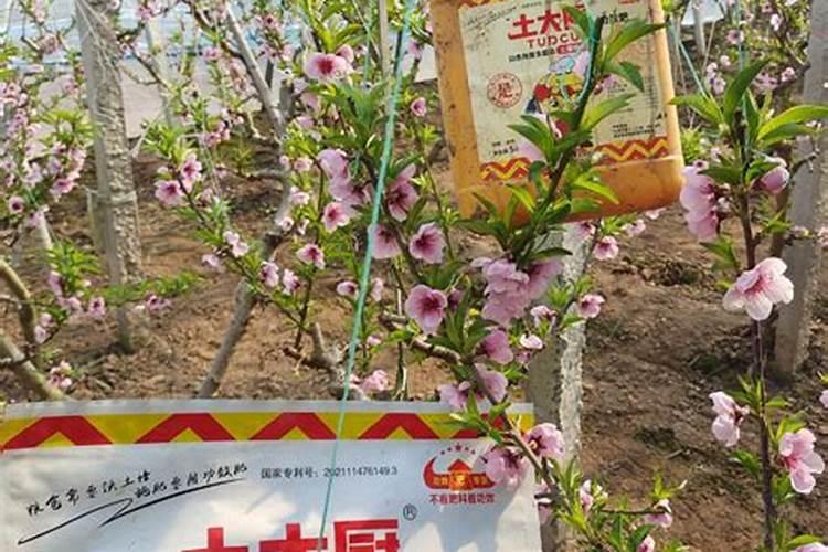 豆角用什么肥料产量高？