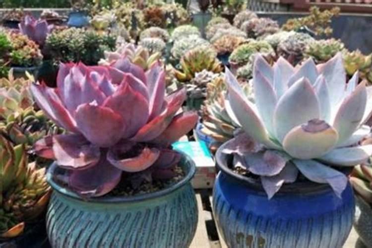 花生施什么肥料最好