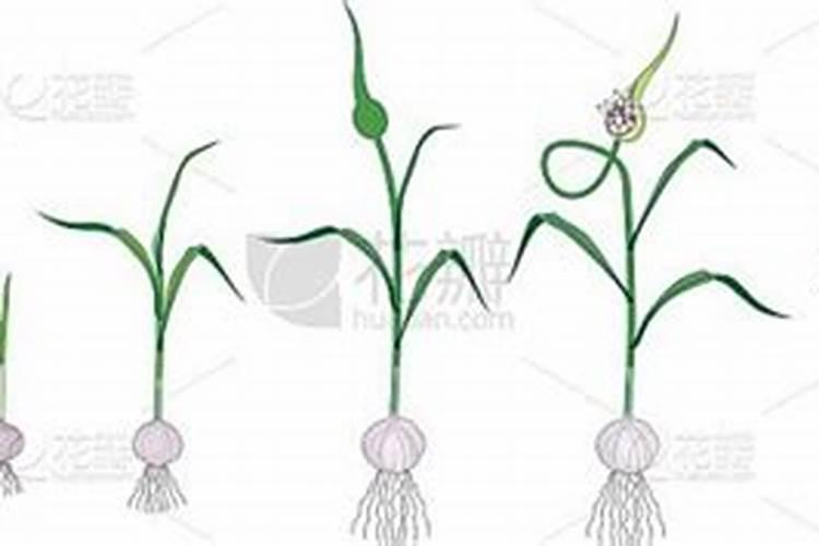 黑法师配土方法与比种植土壤