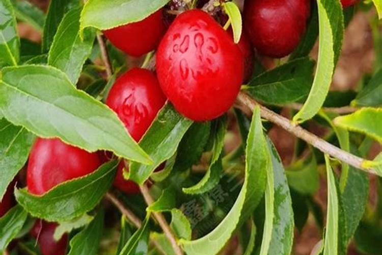 种植玉米用什么钾肥