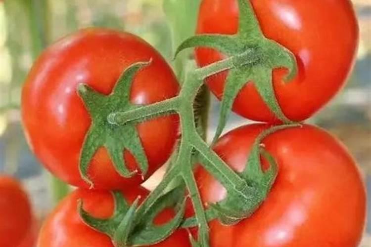玉米什么时候喷施芸苔素 最佳使用时间及方法