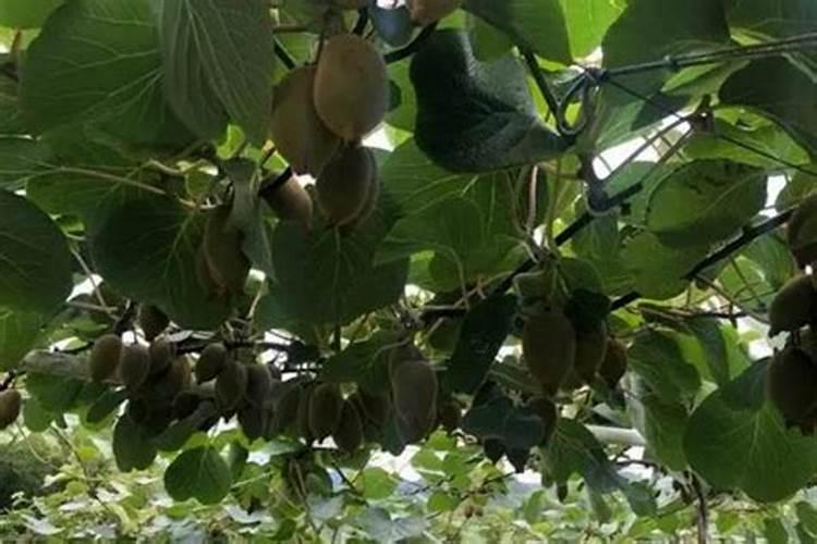 苹果树施肥时间,用什么水溶肥好