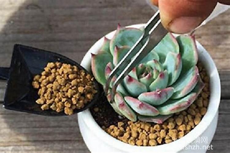 换盆的多肉多久能施肥 换盆后多久能给多肉施肥？