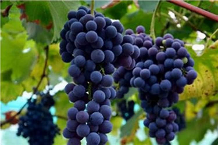 大棚夏黑葡萄萌芽期要施什么肥料？