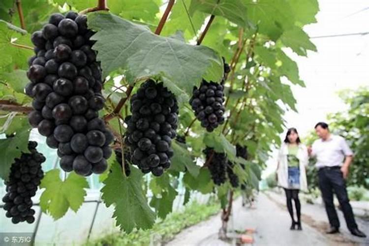 夏黑葡萄什么时候剪枝最合理,