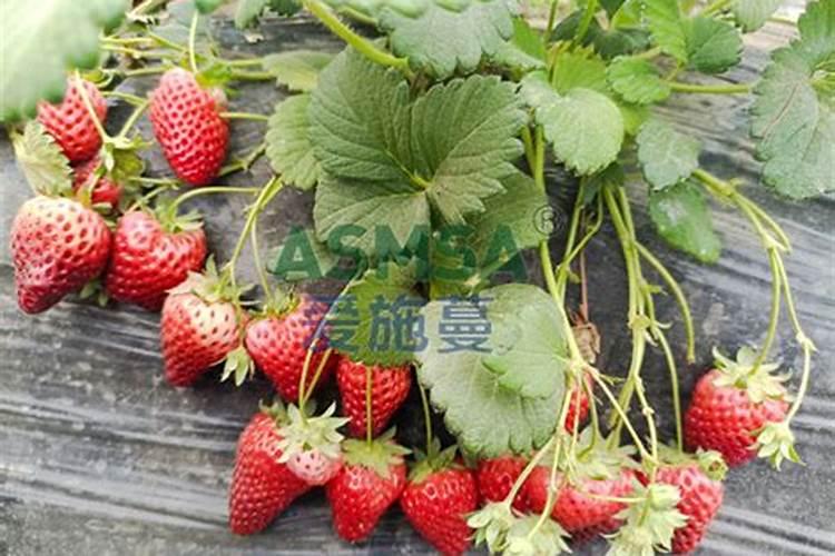 辣椒什么时候成熟
