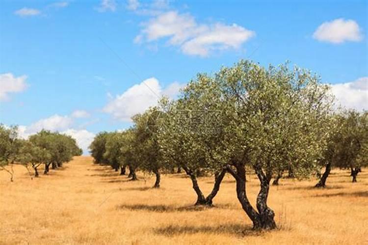 橄榄树的养殖方法和注意事项