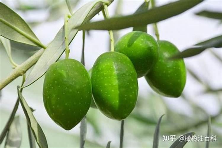 橄榄树追肥用什么肥料好？