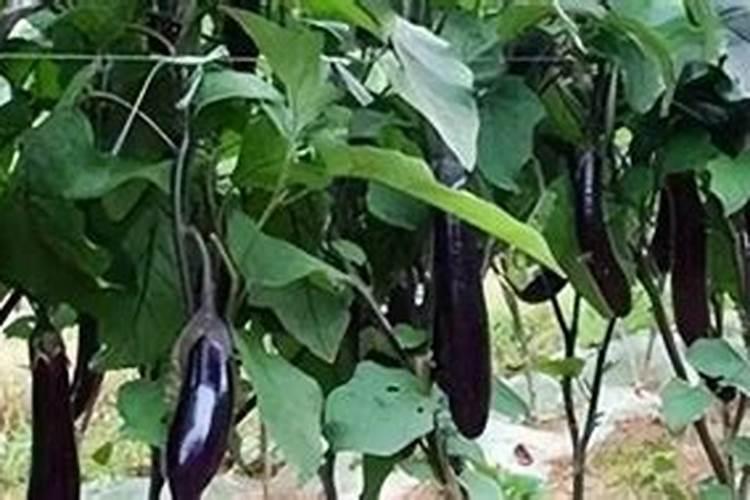 茄子种植怎么施肥才能高产