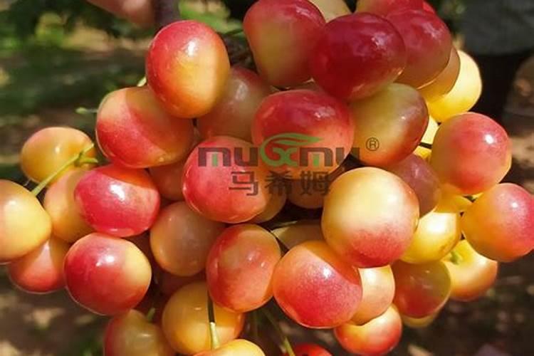 沛玉216玉米种子审定了吗