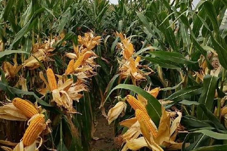 种植玉米时,需要施几次肥？一株玉米施多少呢？