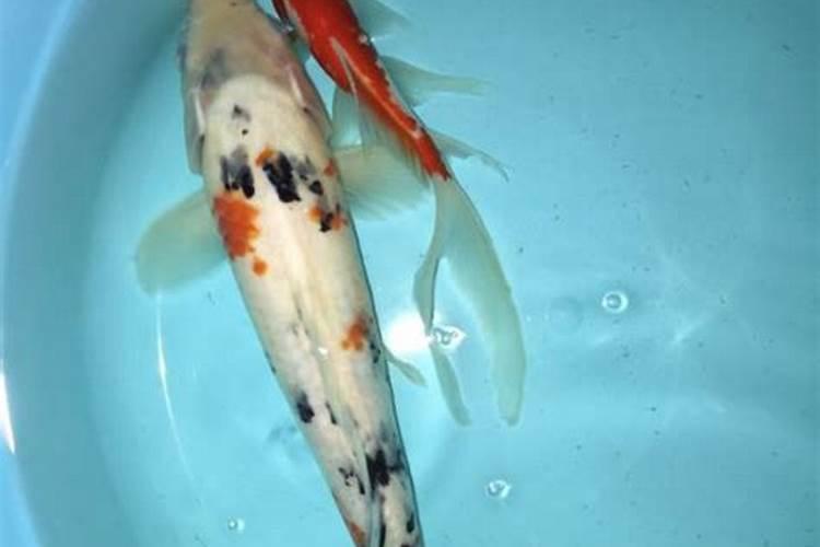 田七可以插枝种植吗？