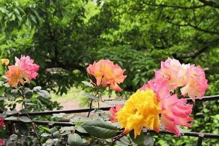 月季花摘芽后如何正确施肥