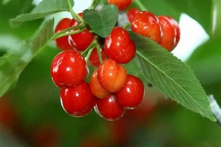 种植桃树施肥要合理,什么时候施肥好？