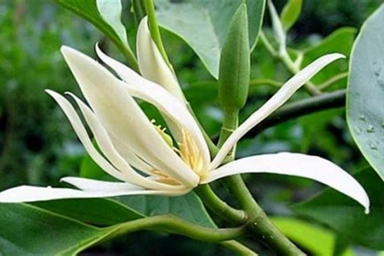 菜苗移栽几天后可施肥