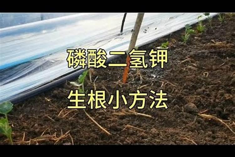 磷酸二氢钾浇花使用方法