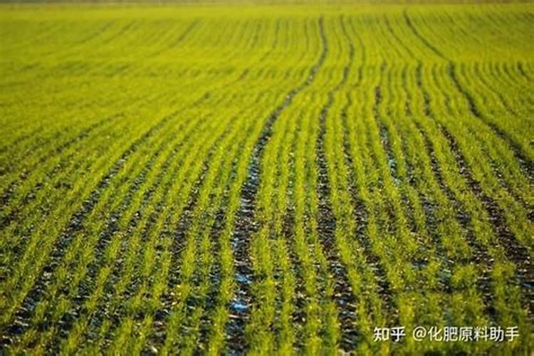 种玉米用什么复合肥做底肥好