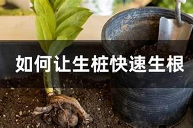 草莓发芽了怎么养 草莓的种植方法