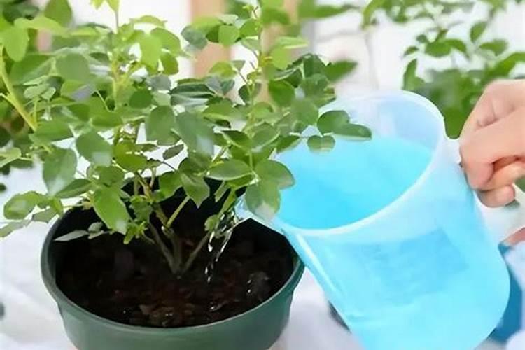 三角梅花肥用什么合适 肥料制作与使用方法