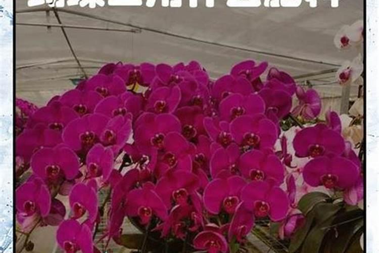 长寿花施什么肥好