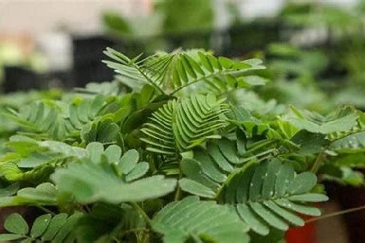 含羞草怎么施肥