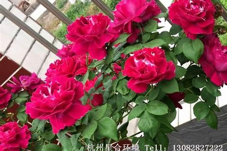 信宜黑榄概述