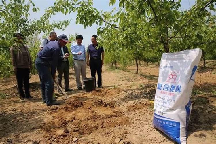 金边吊兰怎么养长的好,6个步骤让你的金边吊兰爆盆