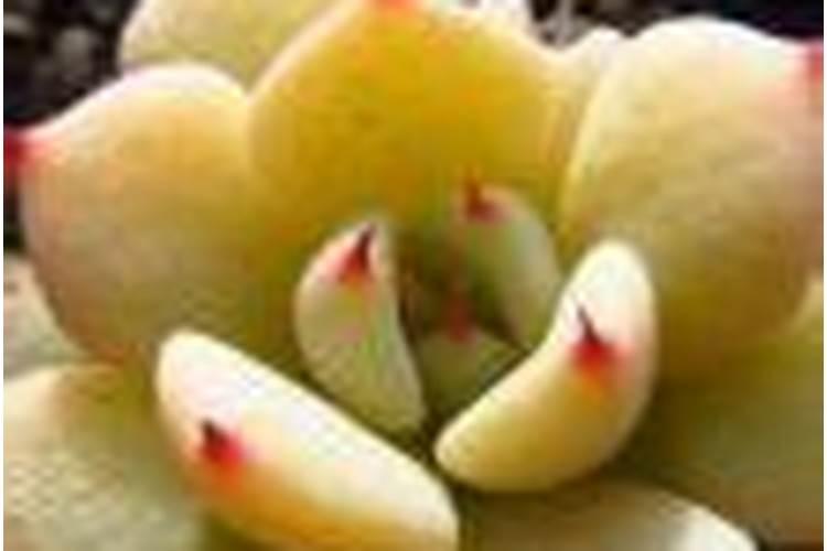 如何让月季花苞多
