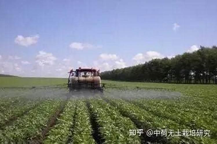 盆养茶花为什么不能小苗大盆