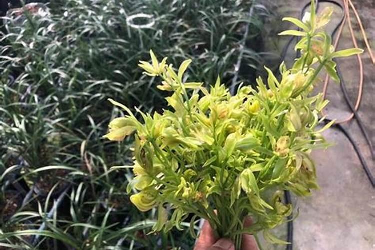 硝酸铵钙肥效期多少天