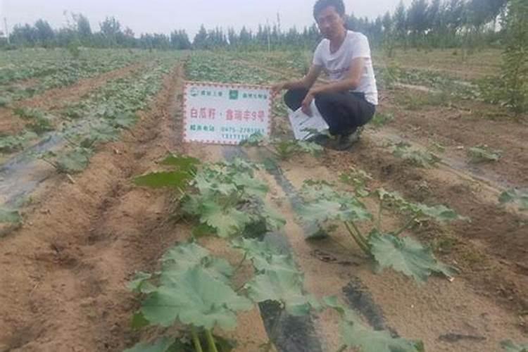 甘蔗熬红糖不出砂怎么办？
