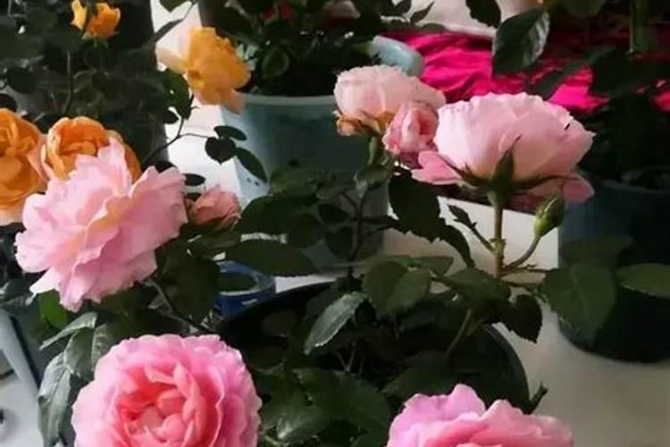 月季开花时能用尿素肥吗