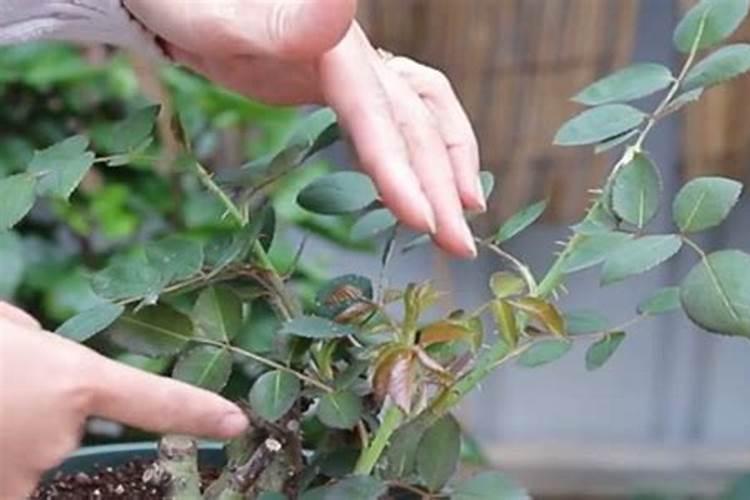 尿素可以浇月季花吗？