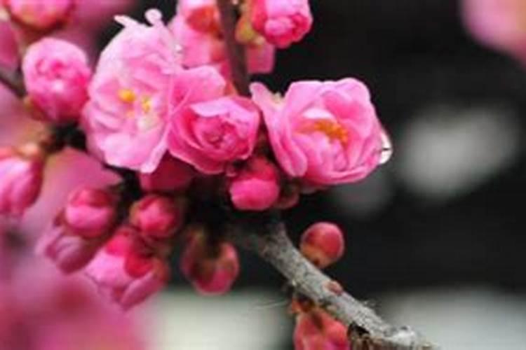 梅花的春天养殖方法