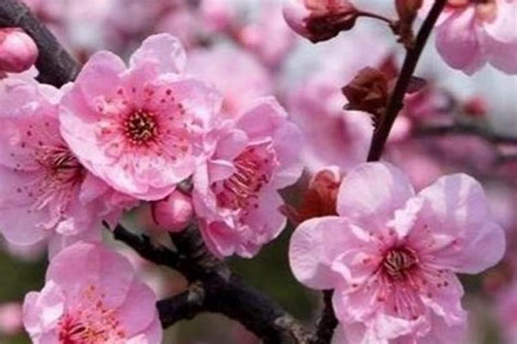 梅花怎么养才能更旺盛