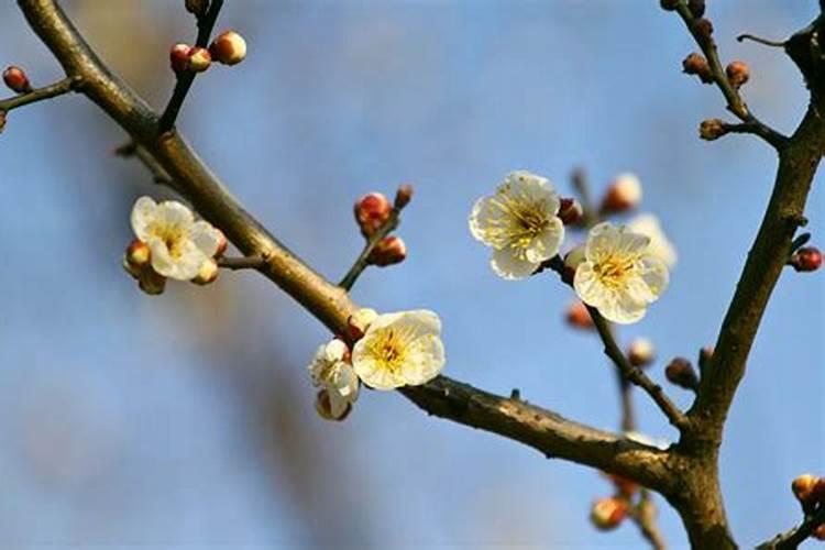 梅花施肥时间和方法