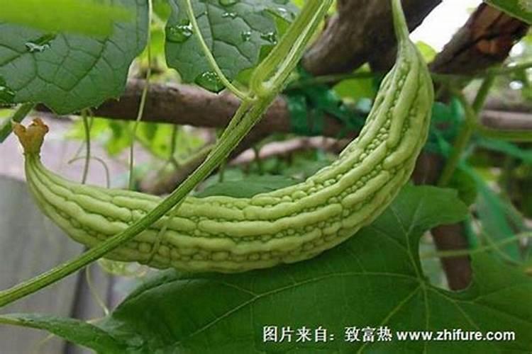 苦瓜需肥特点有哪些？