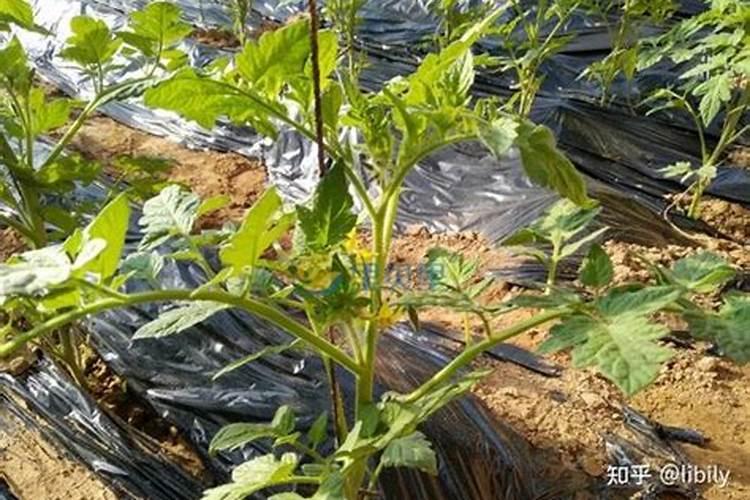 磷肥和尿素给果树施肥效果好不好